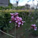 Le Jardin Des Fagnes * Robertville