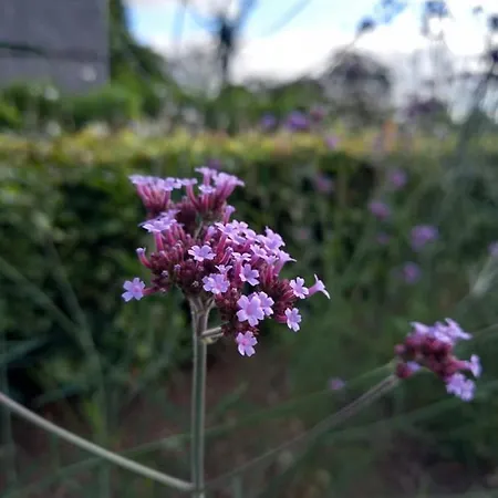 Le Jardin Des Fagnes * Robertville